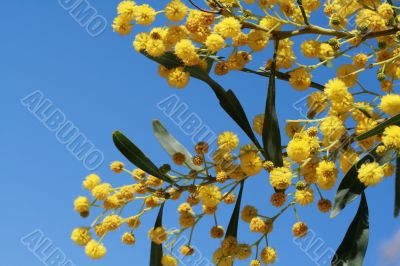 mimosa - beautiful yellow spring flowers