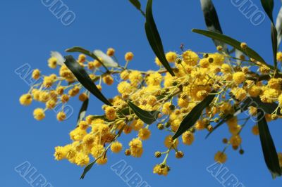 mimosa - beautiful yellow spring flowers