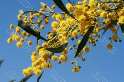 mimosa - beautiful yellow spring flowers