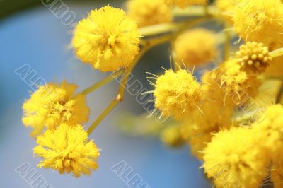 mimosa - beautiful yellow spring flowers