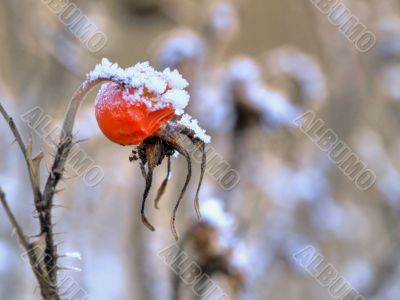 Frost