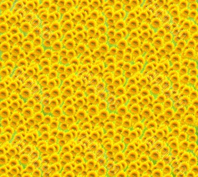 Sunflower background