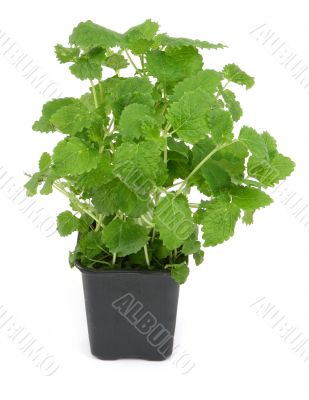 lemon balm on white #3