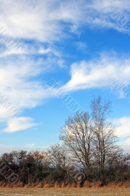 Birch in Winter