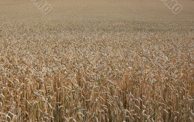 Cornfield