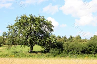 Tree With Hedge