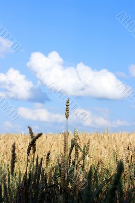 Wheaten