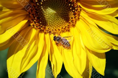Sunflower with Bee