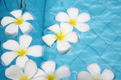 tropical flower