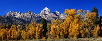 Panorama: Grand Teton with autumn golden aspens,
