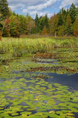 New England marsh & lily pond
