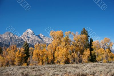 Grand Teton with autumn golden aspens