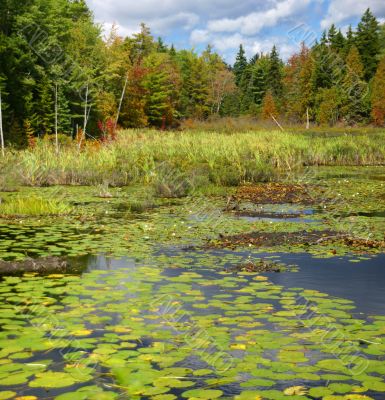 New England marsh & lily pond