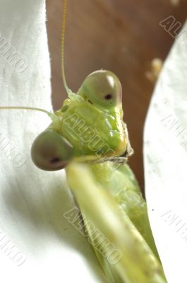 Mantis