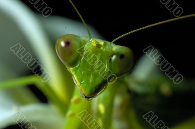 Mantis