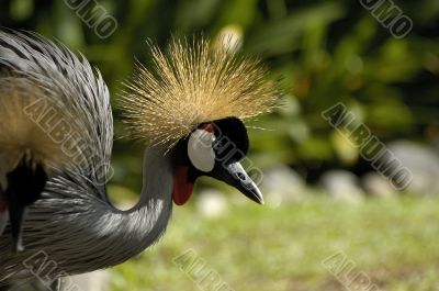 Queen bird