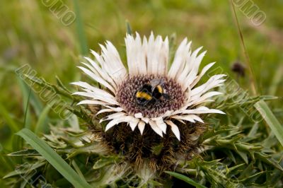 Bumble bee on the prickle flower