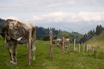 Cows  on the meadow, behind a fence