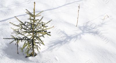 To small fur-tree in coldly winter.