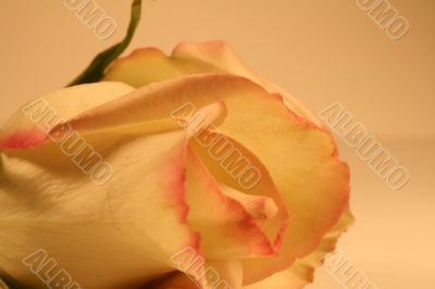 Valentines Day