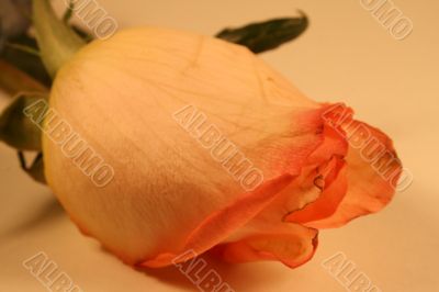 Valentines Day