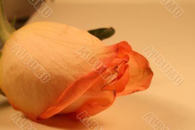 Valentines Day