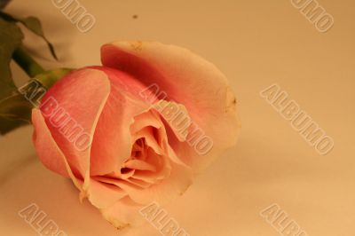 Valentines Day