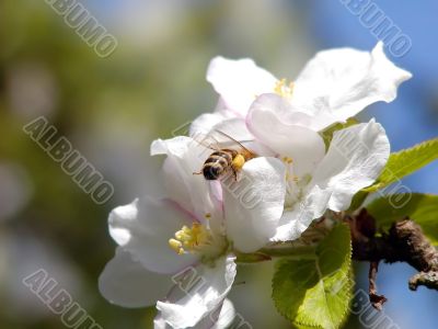 Bee in Work