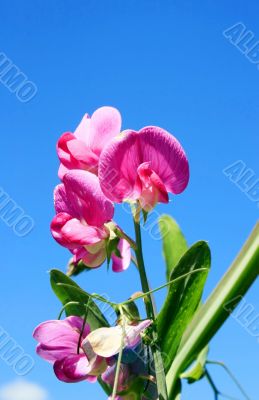 Sweet Pea