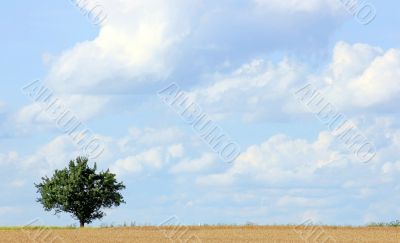 Tree with Clouds