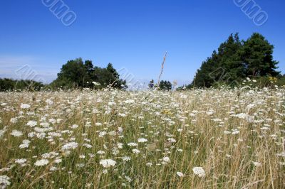 Yarrow Field