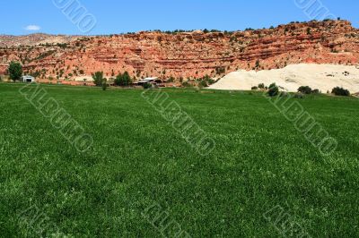 Desert Farm 4