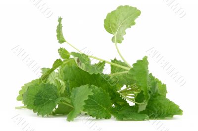 lemon balm on white background