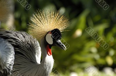 Tropical bird