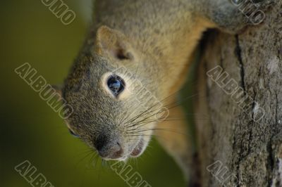 squirrel