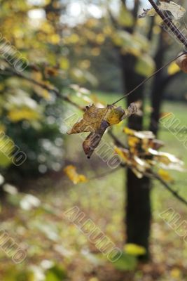 Leaves in fall