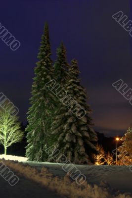 christmas trees