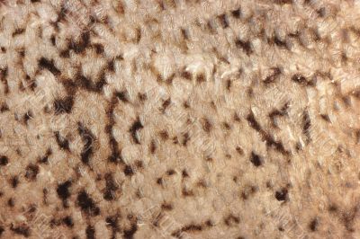 Fish scale background