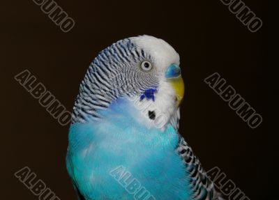 portrait of the parrot