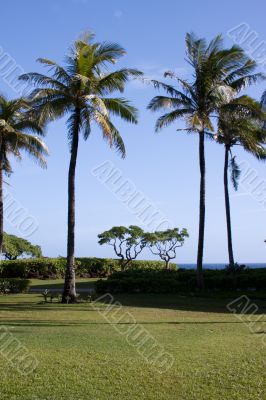 Palm Trees in Kauai