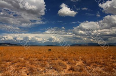 Desert Skys