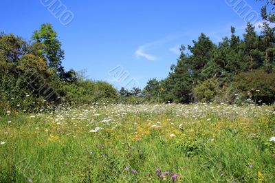 Flower Field