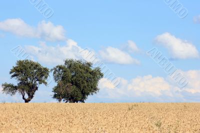 Cornfield With Trees