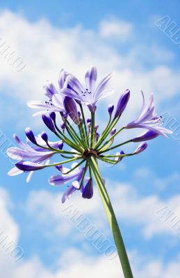 Purple Lily