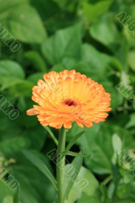 Yellow Marigold