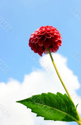 Red Dahlia