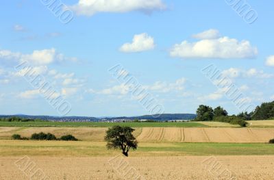 Landscape