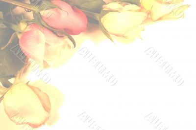 Muted Rose background