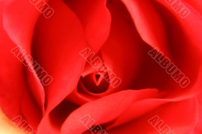 Beautiful Rose