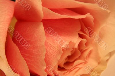Rose Beauty
